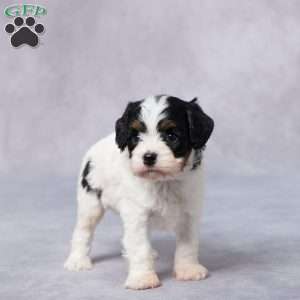Sal, Cavapoo Puppy